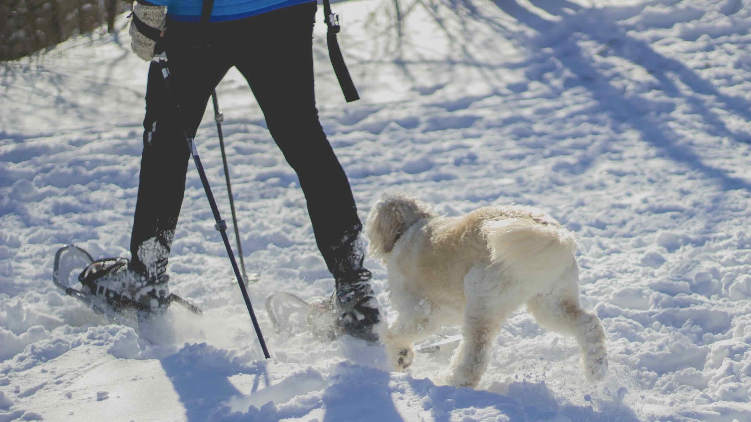 Snowshoeing in the Blue Mountains with dog in winter in the lue mountains
