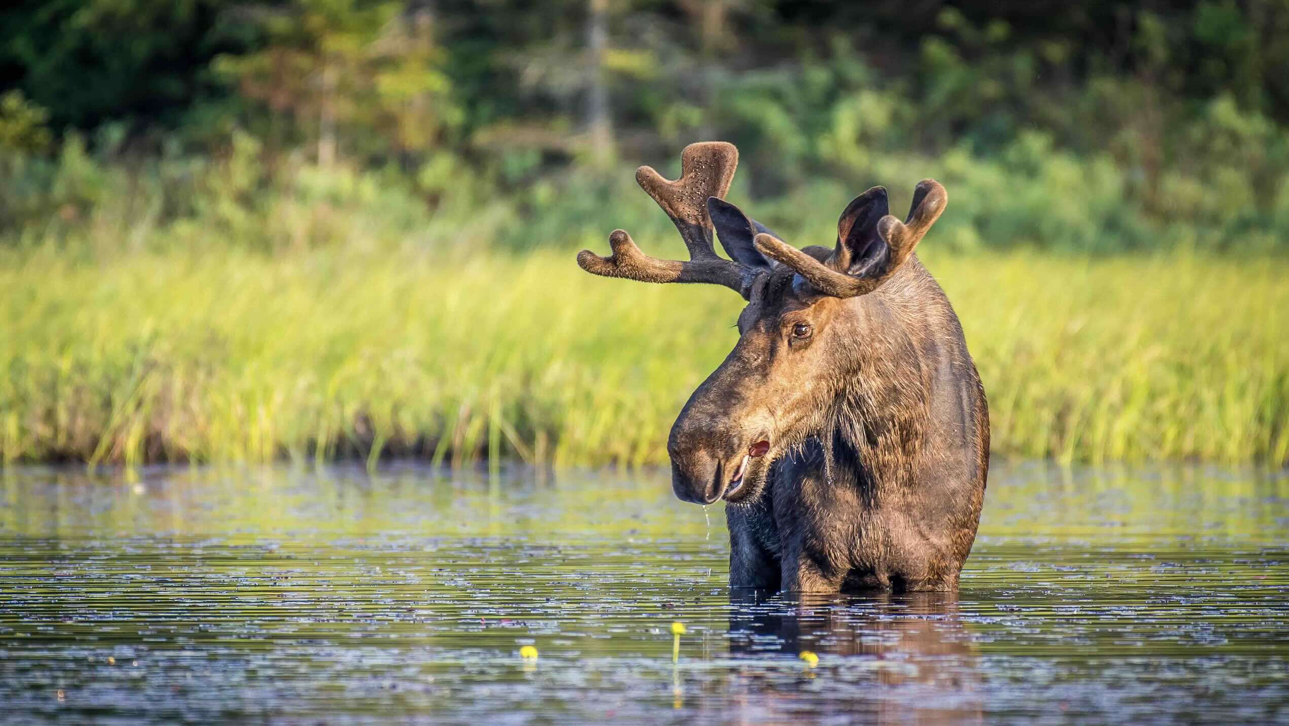 shutterstockMark Byer - Bull Moose best thigns to do in Algonquin Park