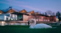 Swan resting in front of the stratford festival theatre one of the luxurious stuff to do in Stratford