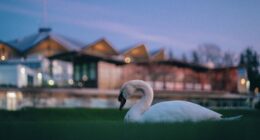 Swan resting in front of the stratford festival theatre one of the luxurious stuff to do in Stratford