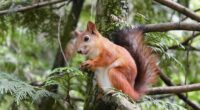 ilnur-kalimullin-Ontario Red Squirrel-unsplash