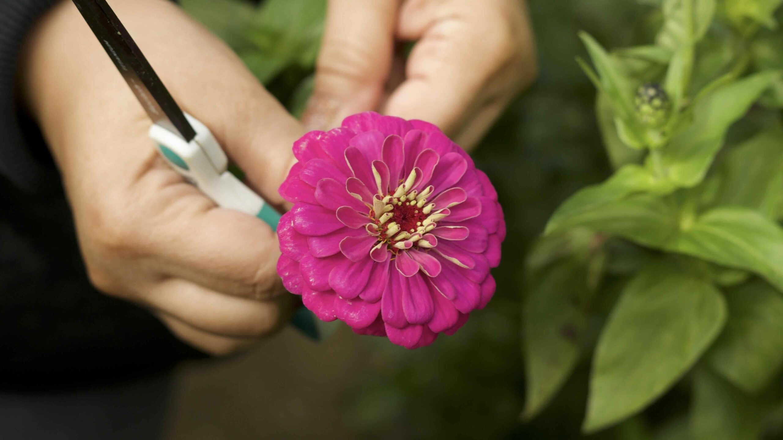 josephina-cutting garden with hands and pink flower-unsplash